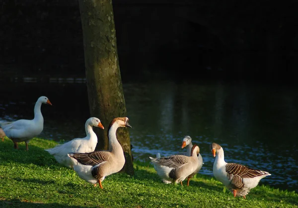 Ganso doméstico en parque de la ciudad — Foto de Stock