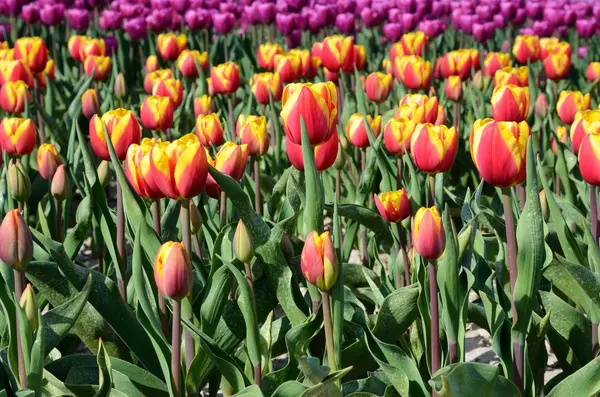 Fantastische Landschaft mit bunten Tulpen mitten auf dem Feld in — Stockfoto