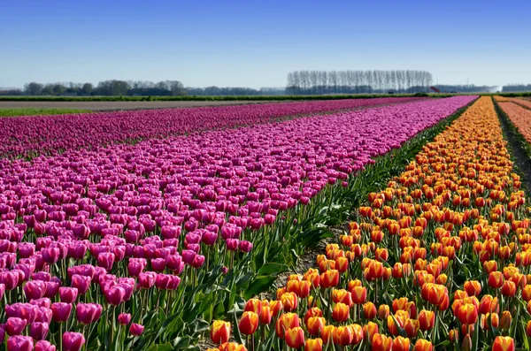 Fantastic landscape with rows of tulips in a field in Holland