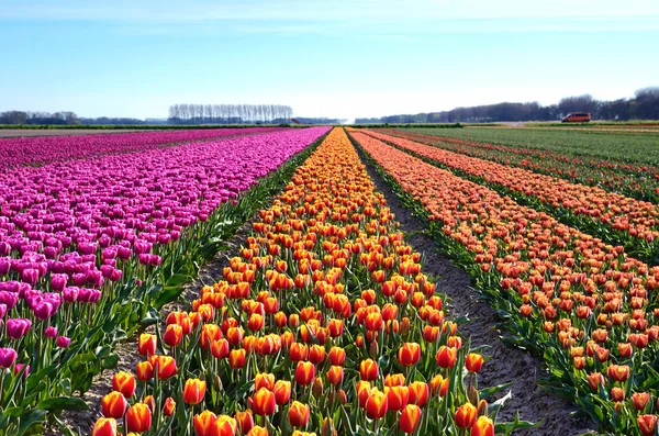 Fantastiska landskap med rader av tulpaner i ett fält i Holland — Stockfoto