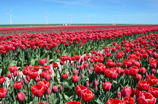 Paysage fantastique avec moulins à vent et champ de tulipes aux Pays-Bas — Photo