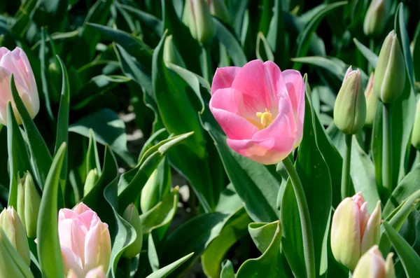 Schöne rosa Tulpe aus nächster Nähe mitten auf dem Feld in den Niederlanden — Stockfoto