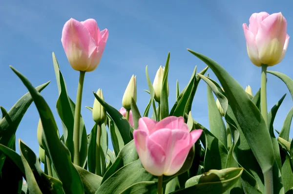 Wunderschöne Landschaft mit rosa Tulpen gegen den Himmel (natürliche — Stockfoto