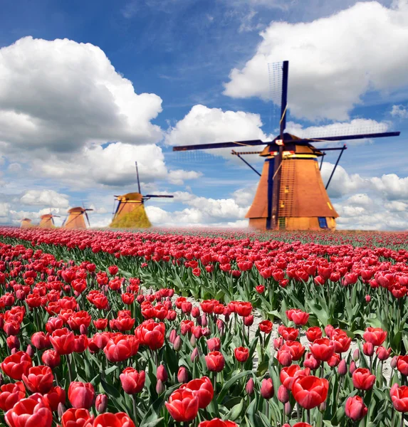 Een magische landschap van tulpen en windmolens in Nederland. — Stockfoto