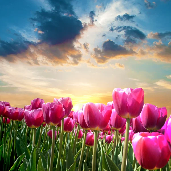Пейзаж с тюльпанами на фоне неба — стоковое фото