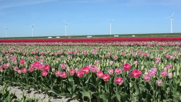 Fantástico paisaje con molinos de viento y campo de tulipanes en Holanda. Vídeo Full HD (alta definición ). — Vídeo de stock