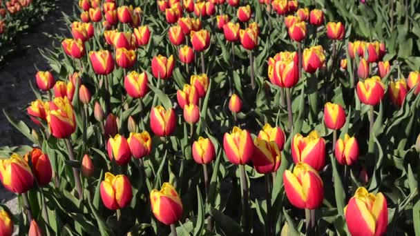 Wunderschöne landschaft mit farbigen tulpen auf einem feld in holland. Full HD-Video. (Entspannung, Meditation, Stressabbau - Konzept) — Stockvideo