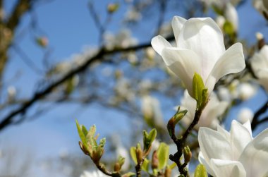 Güzel bahar yatay, Manolya çiçek gökyüzüne karşı