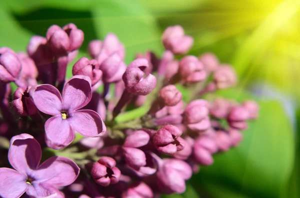 日光のライラック色の花のクローズ アップ — ストック写真