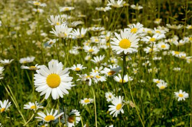 Papatyalar güneşli bir günde, Sihirli yatay. Vintage tarzı.