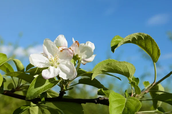 Mavi gökyüzü arka plan üzerinde elma çiçeği — Stok fotoğraf