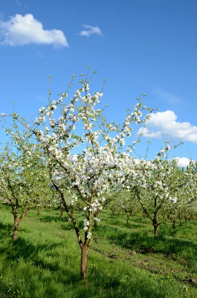 Bloeiende boom in lentetuin op achtergrond van blauwe hemel — Stockfoto