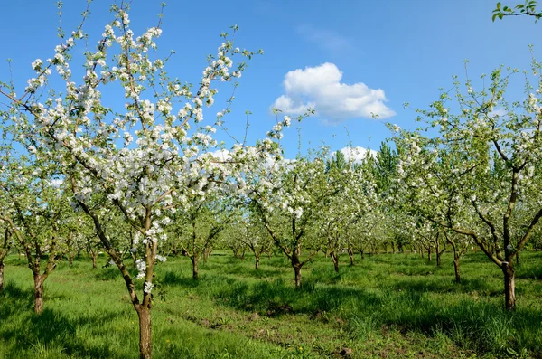 Piękną wiosnę krajobraz z jabłoni w ogrodzie, który — Zdjęcie stockowe