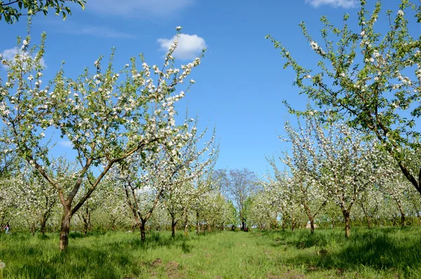 Apple tuin in bloei in het voorjaar — Stockfoto