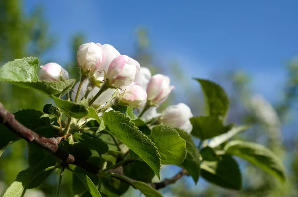 Çiçeği apple yakın çekim — Stok fotoğraf