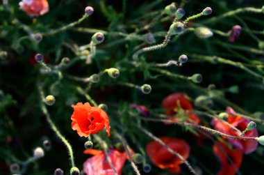 Haşhaş (sperm, fertilizatio alanındaki özgün yönünü