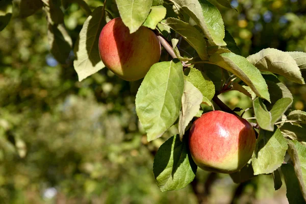 Hermosas manzanas frescas de color en una rama del árbol en la antorcha — Foto de Stock