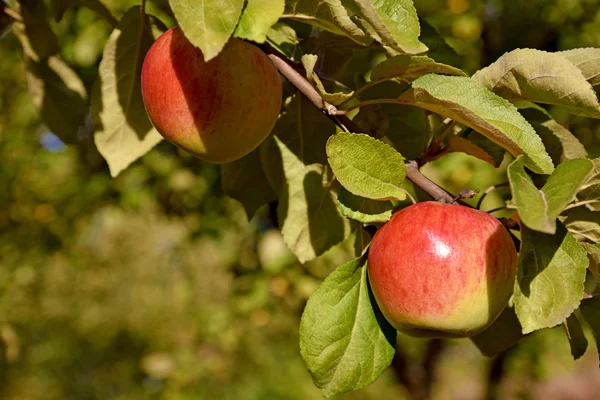 Hermosas manzanas frescas de color en una rama del árbol en la antorcha — Foto de Stock