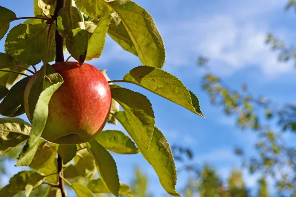 Hermosas manzanas frescas de color en una rama del árbol en la antorcha — Foto de Stock