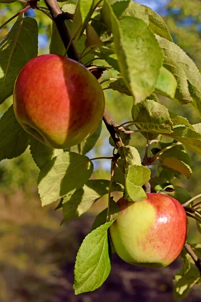 Hermosas manzanas frescas de color en una rama del árbol en la antorcha — Foto de Stock