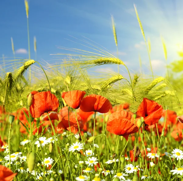 Un paysage magique avec des coquelicots et des marguerites sur une oreille de fond — Photo