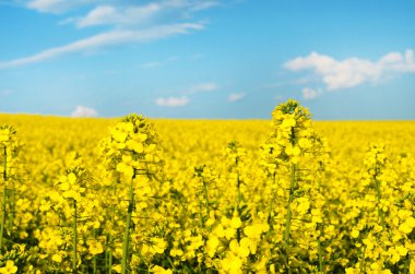 Tecavüz bir arka plan mavi gökyüzünde bulutlar ile çiçek ve