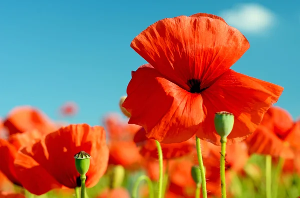 Magic foto poppy close-up tegen de hemel in pastel kleuren (l — Stockfoto