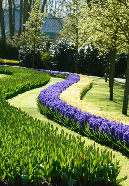 The charming view from wavy flowers tulips and hyacinths in the — Stock Photo, Image