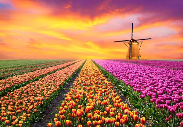 Un paysage magique avec lever de soleil sur le champ de tulipes aux Pays-Bas — Photo