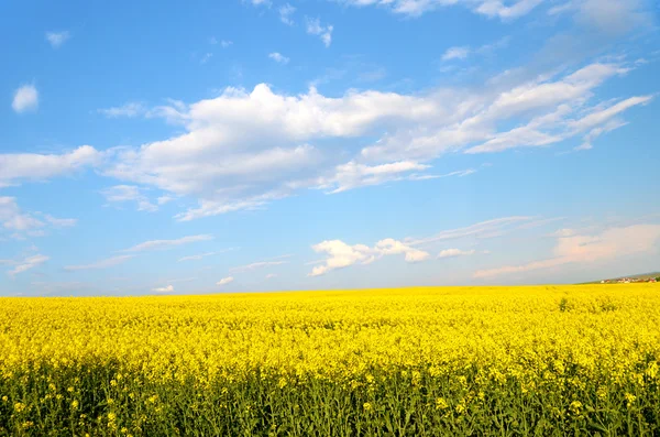 Grande nuvem no céu azul sobre o campo de estupro amarelo (guerra na Ucrânia, Reino Unido — Fotografia de Stock