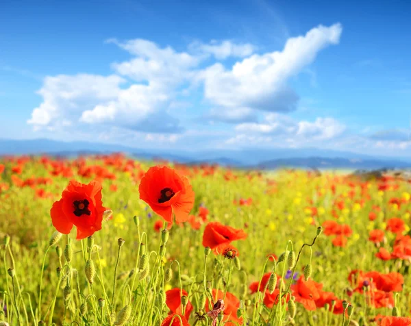 Gyönyörű táj a háttérben a hegy virágok Pipacsok — Stock Fotó