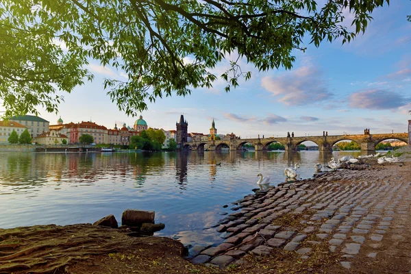 天鹅与捷克布拉格查理大桥的神奇景观 — 图库照片
