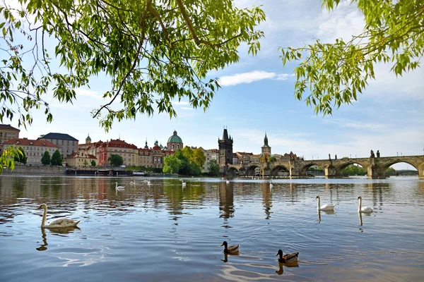 天鹅与捷克布拉格查理大桥的神奇景观 — 图库照片