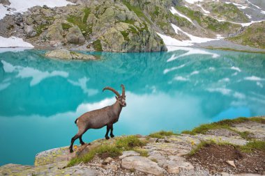 Lac Blanc massif yakınındaki Fransız Alpleri'nde Emerald Gölü yakınındaki dağ keçisi