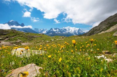 Fransız Alpleri, Avrupa 'da Mont Blanc' ın arka planında güzel sarı çiçekler. La Blanc