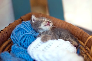 sevimli küçük kedi yavrusu bir sepet ile iplik örme için