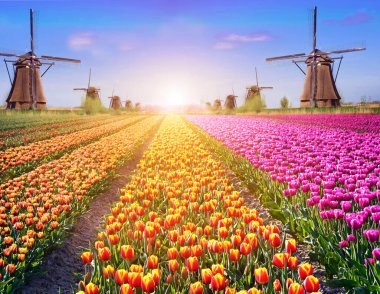 Kinderdijk, Hollanda, Avrupa 'da şafak vakti lale ve uçak değirmenli sihirli bahar manzarası (uyum, rahatlama, anti-stres, meditasyon - konsept).