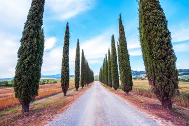 Tuscany, İtalya 'da San Quirico d' Orcia 'da (Val d' Orcia) yol ve selvi ile büyüleyici bir manzara. Mükemmel turistik yerler..