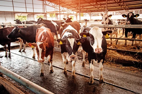 Imagem Agrária Bonita Com Vacas Uma Fazenda Moderna — Fotografia de Stock