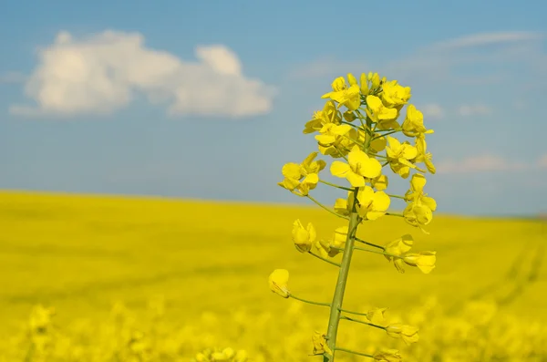 Flores de estupro contra um fundo de céu azul com nuvens e — Fotografia de Stock