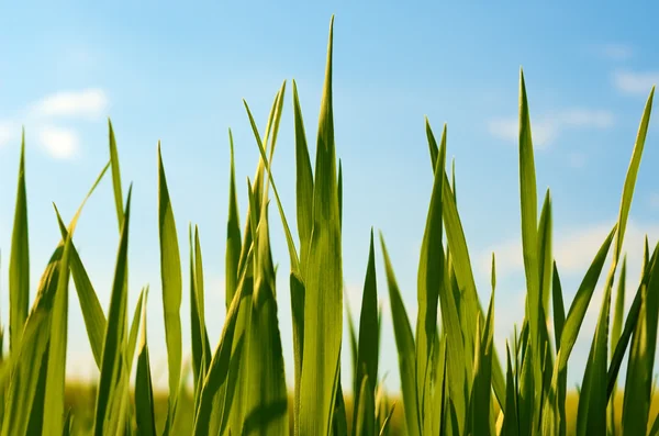 Grass close up on a background of blue sky in the light of the s — Stock Photo, Image