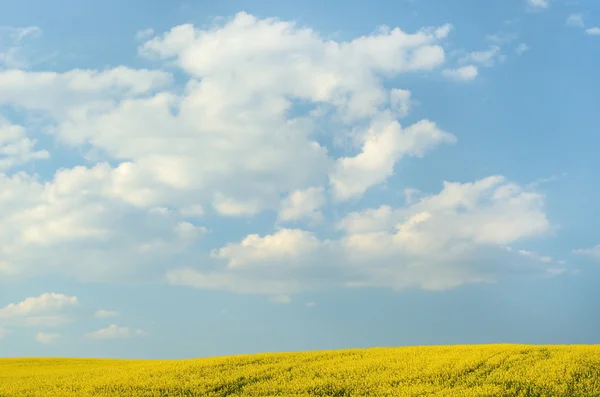 Stora moln på blå himmel över gula rapsfält — Stockfoto