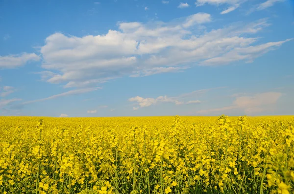Grande nuvem no céu azul sobre o campo de estupro amarelo (guerra na Ucrânia, Reino Unido — Fotografia de Stock