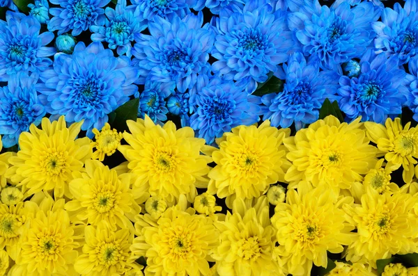 Blue and yellow stripes with colored flowers close-up (flag of U — Stock Photo, Image