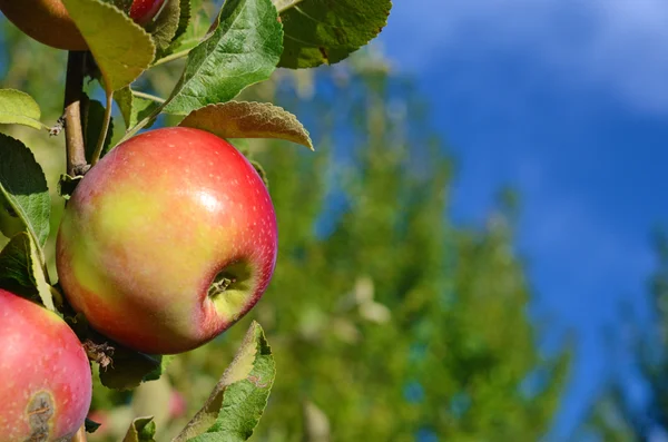 Hermoso color manzana fresca de pie en una rama del árbol en — Foto de Stock