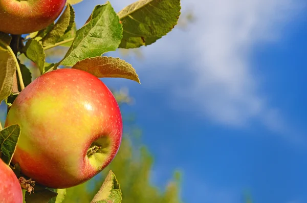 Hermosas manzanas frescas de color de pie en una rama del árbol en — Foto de Stock