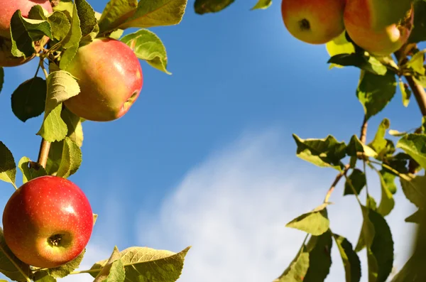 Hermosas manzanas frescas de color de pie en una rama del árbol en — Foto de Stock