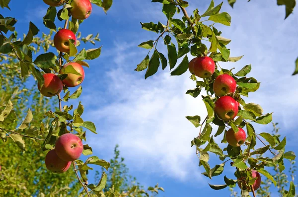 Hermosas manzanas maduras frescas de color en la rama del manzano en el — Foto de Stock