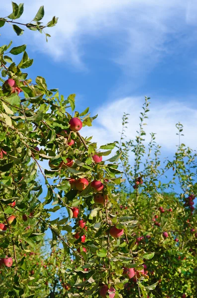 Verse rijpe appels op de vertakking van de beslissingsstructuur van appel in de tuin tegen de — Stockfoto