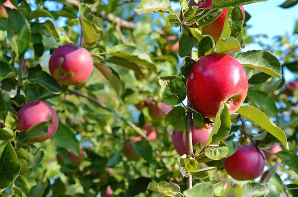 Maçãs maduras frescas no ramo da macieira no jardim — Fotografia de Stock